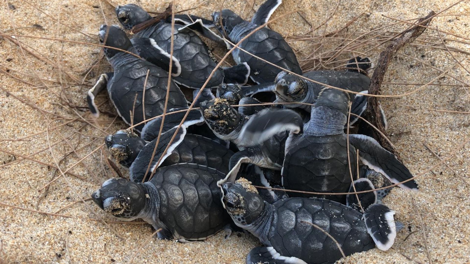 Sea Turtle Conservation in Thailand: Nest Protection and Nesting Monitoring